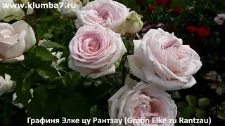 Розы, лидеры по цветению этого лета! Цветут без перерыва, все лето!