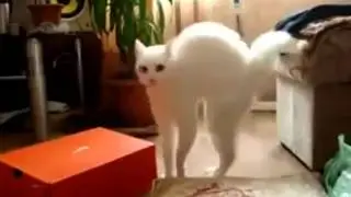 Кот ушел 2