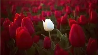 💖Альберт Узденов 