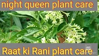 Raat ki Rani plant care Night queen plant care 