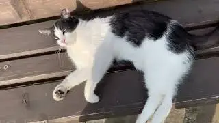 Санаторні котики - красотулі !