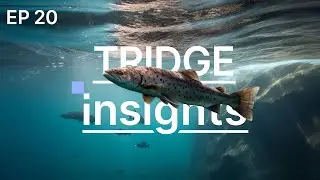 Tridge Insights | How salmon became an everyday food