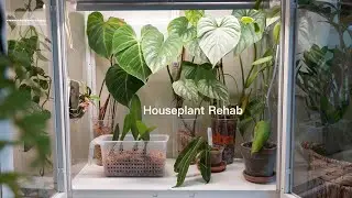 Acclimating Imported Houseplants + One Month Update!