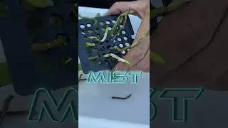 💪🏼Orchid Challenge! Steady Hands a MUST! 👍🏼 Removing Orchid from Mount #ninjaorchids #shorts