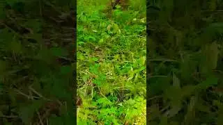 Ожхочусь за бурундуком#2024#лес#forest#бурундук