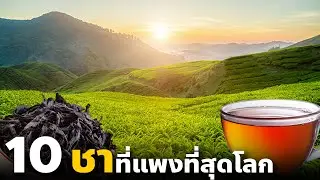 10 อันดับชาที่แพงที่สุดโลก (Tea)