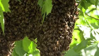 Honey Bees Invade Alpena Man's Front Yard