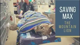 Saving Max the Mountain Lion