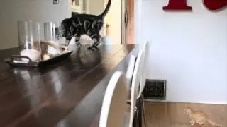Dear kitten