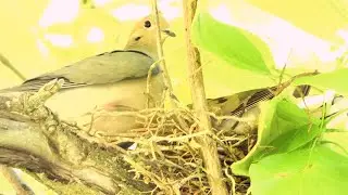 Mourning Doves Build a Nest