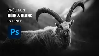 Tutoriel Photoshop / Créer un Noir & blanc intense