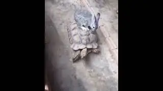 ЭКОЛОГИЧЕСКИЙ ТРАНСПОРТ                                