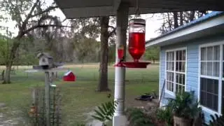 Hummingbirds