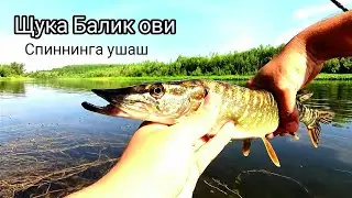 Балик ови ЩУКА ушаш жараёни. BALIQ OVI Shuka ovi juda qiziq boʻldi albata koʻring.