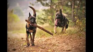 Discover the Incredible Strength of German Shepherds!
