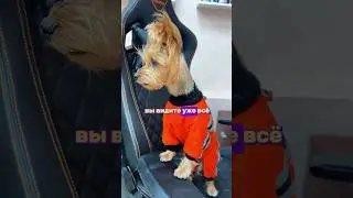 На самый маленький и преданный сотрудник !