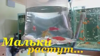 Danio fry The first 4 days of life Growing danio fry