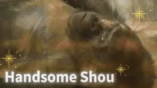 Shou on World Gorilla Day 2024｜HAMAMATSU ZOO｜世界ゴリラの日のショウ｜浜松市動物園