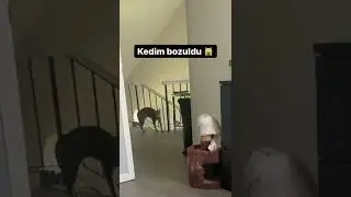 KEDİNİN AYARI KAÇMIŞ :)