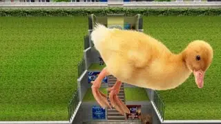 SA2 Ramdomizer - City Escape ducky