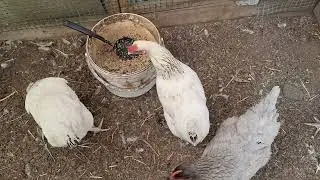 Опять потеряла курочку-молодку.