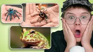 KASHYA WATCHES SCIENTIFIC VIDEOS ABOUT SPIDERS AND INSECTS #2