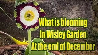 Vlog 202 - What is blooming at Wisley Garden at the end of December?