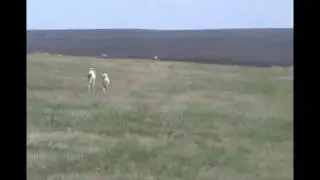 бега борзых