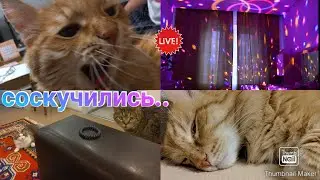 Кот Мартик орет на меня, я его боюсь. Сэм заигрывает сам)).Дискотека дома)).
