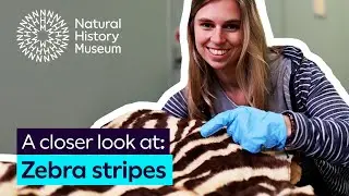 How do zebra stripes keep them safe? | A closer look at zebras