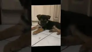 my dog ​​from puppy to 6 month old dog ♥️