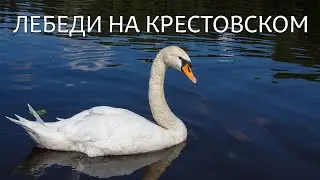 Лебеди на Крестовском острове. Санкт-Петербург