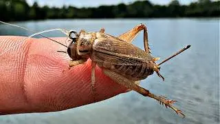 Easy Way To Catch Loads of Blue Gills For Catfish Bait