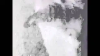 Жизнь животных.Вторая серия.