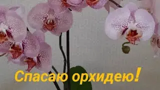 Орхидея  P. Leopard Prince