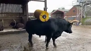 How does the Zhenda cattle body brush turn the cattle herd into 