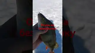 горбылек на безматылку