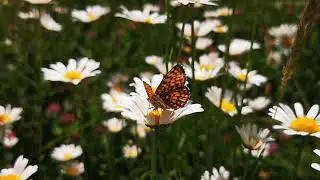 The beauty of nature. Part 1