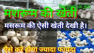 मसरूम की खेती।मसरूम की करे ऐसे फार्मिंग दस गुना ज्यादा फायदा होगा।mashrum farming in india।
