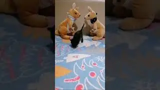 Как Афина повстречалась с кенгуру 