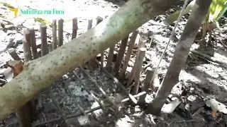 Armadilha mais mortal que existe 
