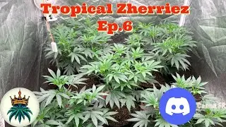 Tropical Zherriez Ep.6