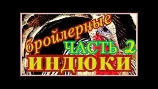 ОПЫТ ВЫРАЩИВАНИЯ БРОЙЛЕРНЫХ ИНДЮКОВ БРОЙЛЕРНЫЕ ИНДЮШАТА РАЦИОН ВЫПАИВАНИЯ И КОРМЛЕНИЯ ИНДЮШАТ ЧАСТЬ2