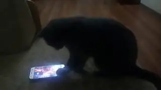 Котейка. Телефон.