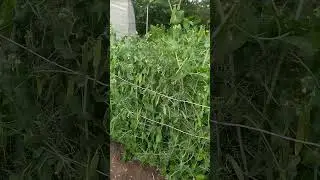 Зачем подвязывать горошек?
