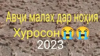 ЯКУМ СЕРИЯ.МАЛАХ ДАР НОХИЯ ХУРОСОН.ПИСТАЗОРИ ОЛИМРО ПУРА НЕСТУ НОБУД КАРД.ЯНЕ ХУРД.15.05.2023.СОЛ