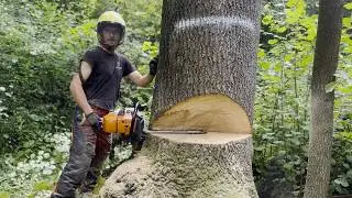 I DON'T understand HOW you DID IT said the HOMEOWENER after we CUT down 14 trees next to a BUSY road
