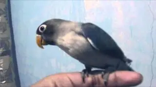 Lovebird