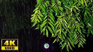 Nature's Harmony  - Forest Rain (4K Video)