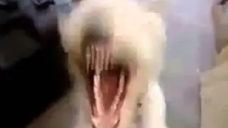 собака и гелий
